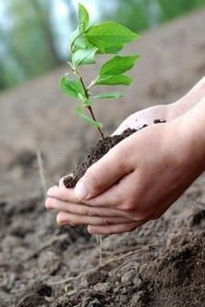 We plant a tree every time we clean your home or office.